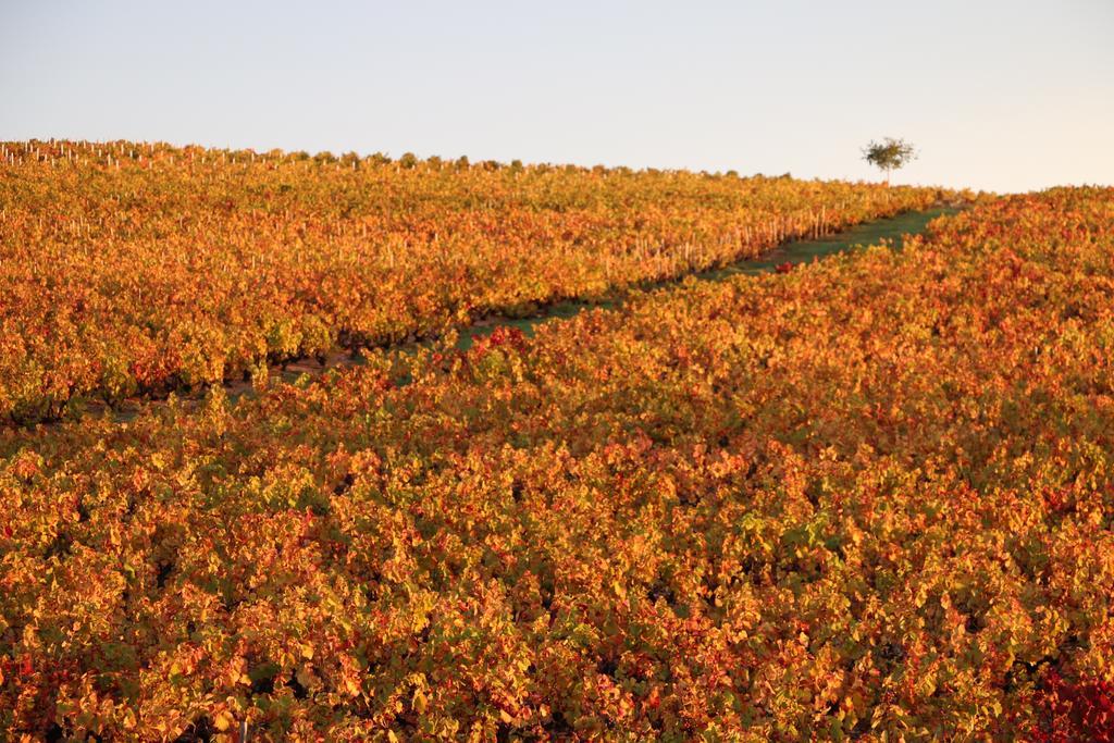 Les Glycines - Domaine Gilles Coperet Acomodação com café da manhã Régnié Exterior foto