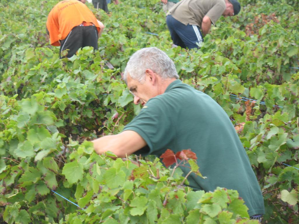 Les Glycines - Domaine Gilles Coperet Acomodação com café da manhã Régnié Exterior foto